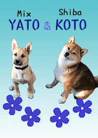 MIx Dog YATO and Shiba Dog KOTO