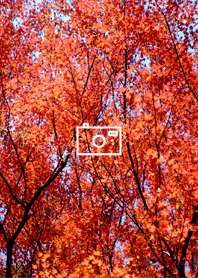 Enjoy the autumn leaves