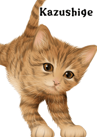 Kazushige Cute Tiger cat kitten