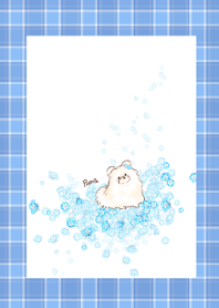 pomeranian-Nemophila-