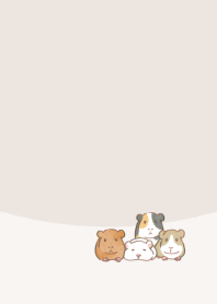 Fluffy guinea pigs