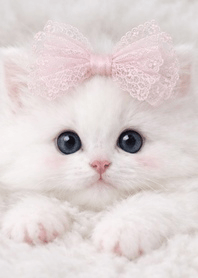 蕾絲緞帶小貓：優雅輕柔的粉白夢幻