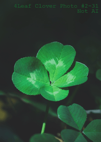 4leaf Clover Photo#2-31Not AI