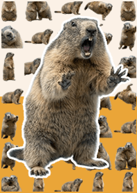 Marmot live action! ! Red Green