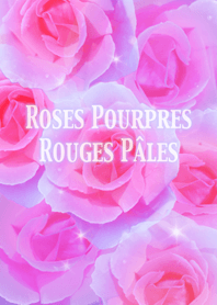 Roses Pourpres Rouges Pales