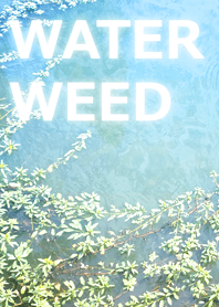 WATER WEED-水草