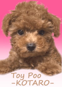 Toy Poo -KOTARO-