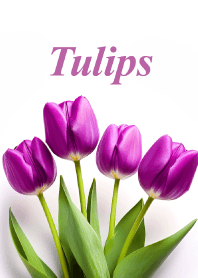 チューリップ vol.27