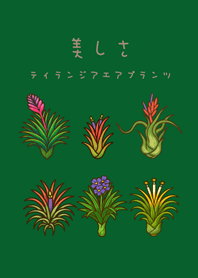 我養的空氣鳳梨開花期(森林綠色)