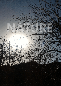 The nature06