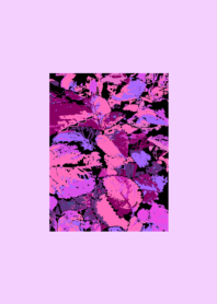 purple and pink leaves