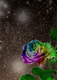 運気を向上させる Rainbow rose001