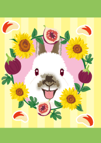 Cute Theme of Rabbit Hima