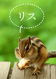 Funny and cute squirrel