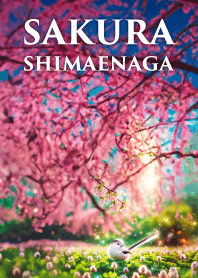 シマエナガと夜桜のライトアップ