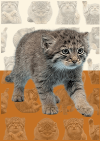 嬰兒曼努爾貓 亮彩棕