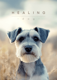 HEALING - DOG - 04