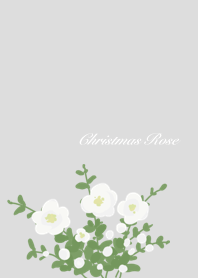 Christmas rose