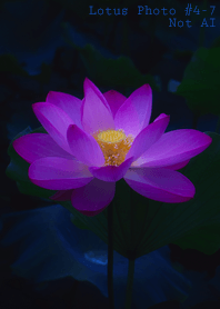 Lotus Photo #4-7 Not AI