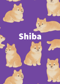 Chubby Shiba Inu on purple