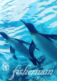 more Swimming penguins