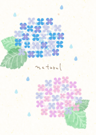 Hydrangea watercolor5