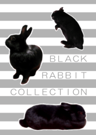 ブラック ラビット コレクション
