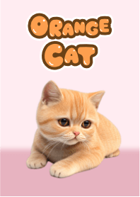 Gato Laranja da Sorte 3 (Rosa)