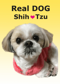 Real DOG Shih Tzu