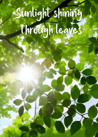 Sunlight shining through leaves