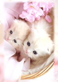 癒し子猫♪花見スコティッシュ