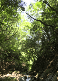 森～forest～