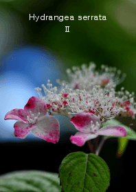 Sanyaso series, Hydrangea serrata 02