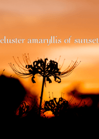 cluster amaryllis of dusk