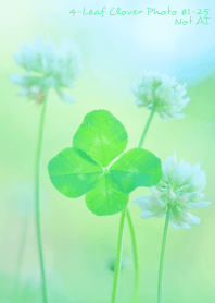 4-leaf clover Photo #1-25 Not AI