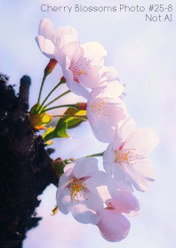 CherryBlossoms Photo#25-8 Not AI