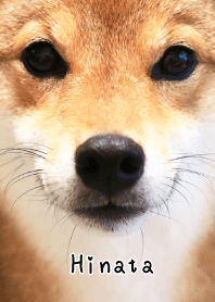 柴犬ひなた