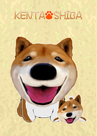 柴犬の「芝 けん太」2