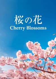 "Cherry Blossoms vol.11" theme