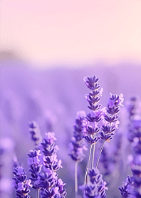 浪漫的紫色小花
