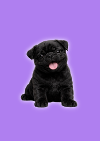 Black Pug Plush Theme Purple 01