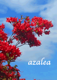 azalea