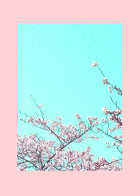 CHERRY BLOSSOMS & BLUE SKYj-PINK