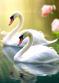 beautiful and elegant swan