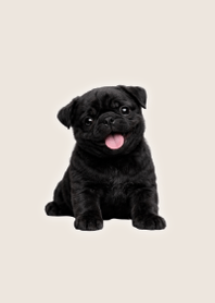 Black Pug Plush Theme Beige 01