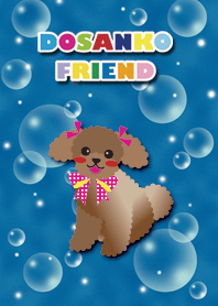 [toy poodle/apricot] AQUA