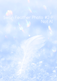 Swan Feather Photo #2-9Not AI