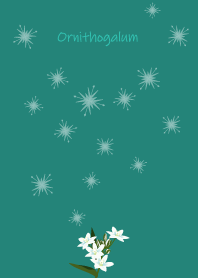 February's birth flower,Ornithogalum.