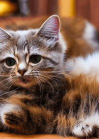 Nyanko Great Runaway #MYWX05.