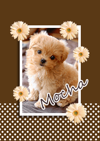 Mocha